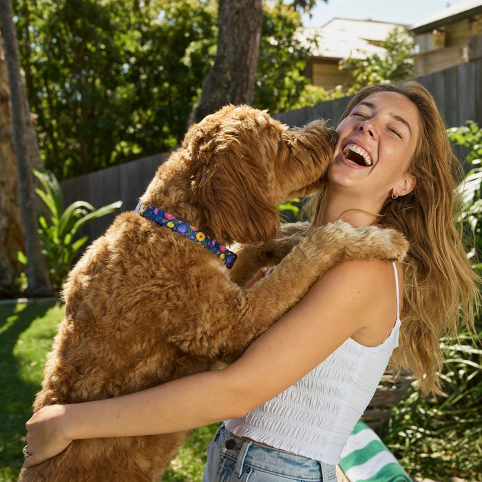 Wild Joy moment — Dog Collar