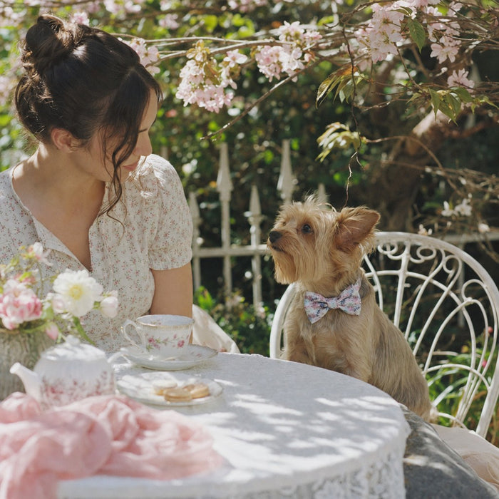 Quiet Blossom moment — Dog Bow Tie